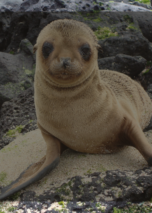 TOUR GALAPAGOS INDIVIDUAL $850 EXVR DIABLO QUITEÑO TRAVEL AND EVENTS
